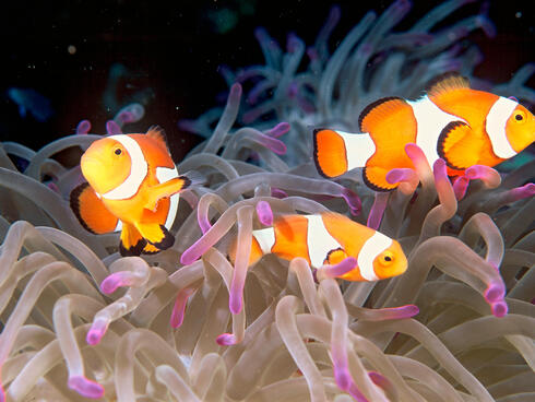 False clownfish (Amphiprion ocellaris) in a balled anemone in the reef