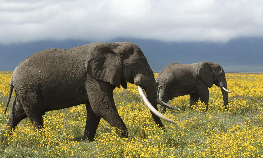 Coastal East Africa, African Elephants, Tanzania