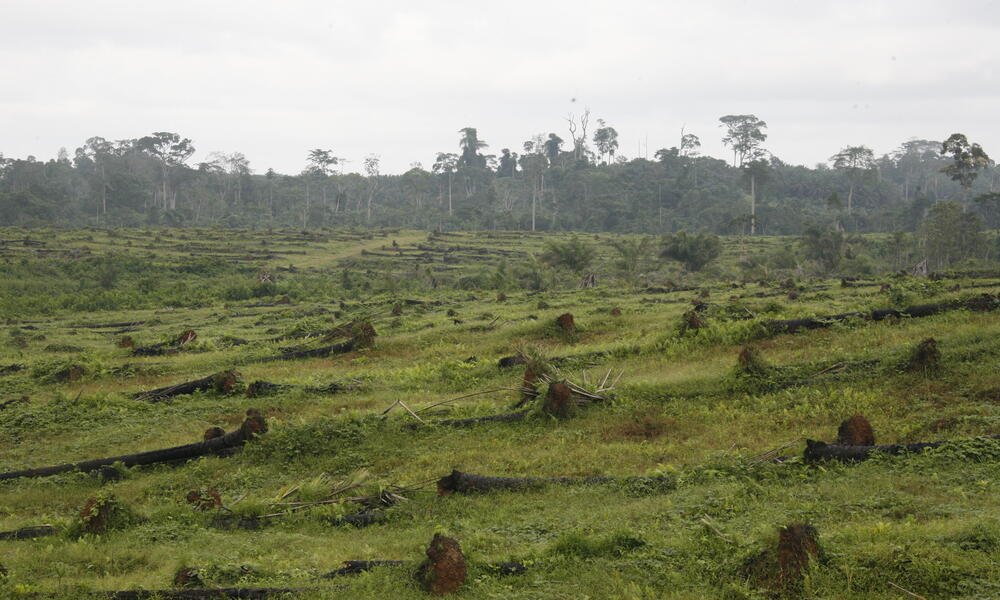 https://files.worldwildlife.org/wwfcmsprod/images/Coastal_tropical_rainforest_08.02.2012_Threats/story_full_width/8j67sw5sbw_HI_208973impact.jpg