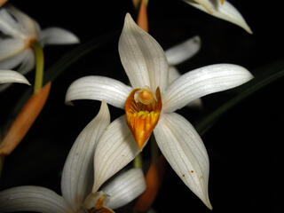 Thick-spiked Coelogyne Orchid