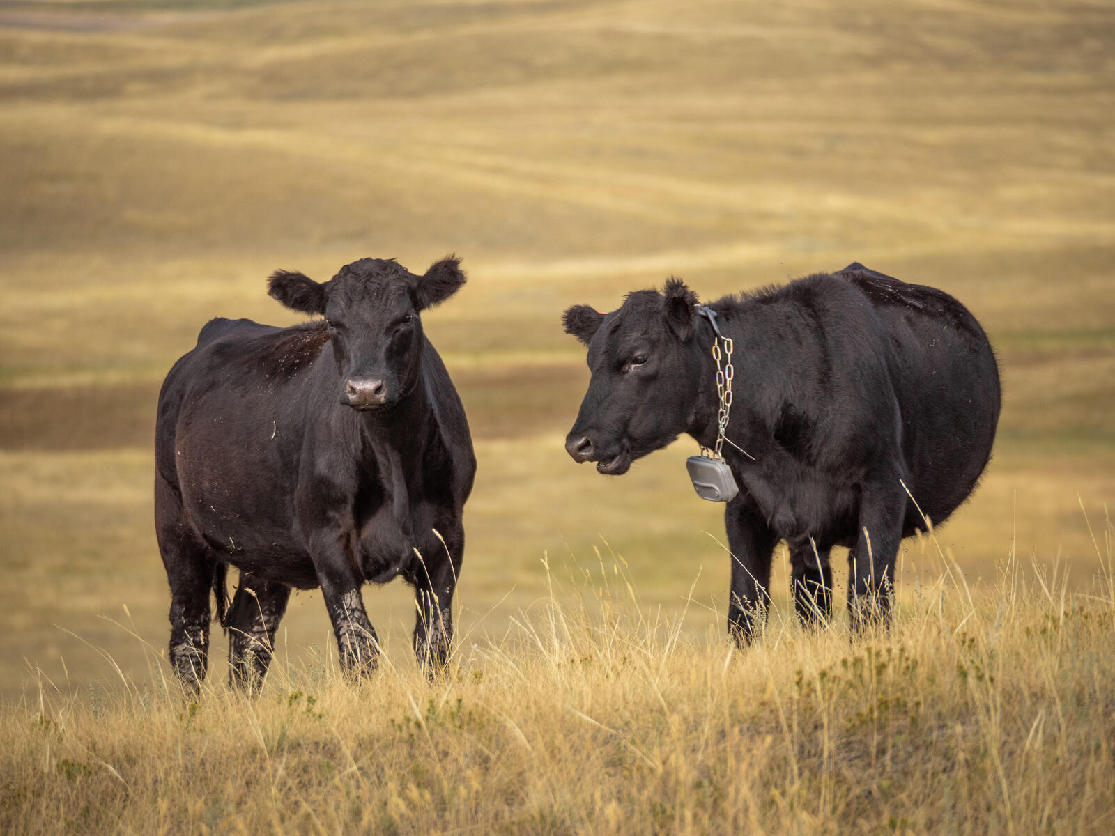 Two black cows stand in native grasses wearing virtual collars
