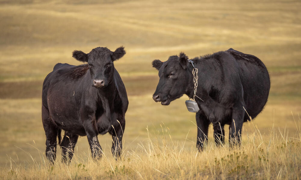 Two black cows stand in native grasses wearing virtual collars