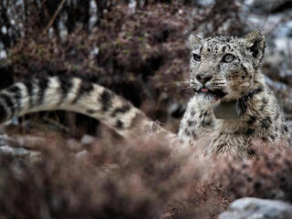A snow leopard with a GPS collar gazes off into the distance in the snow