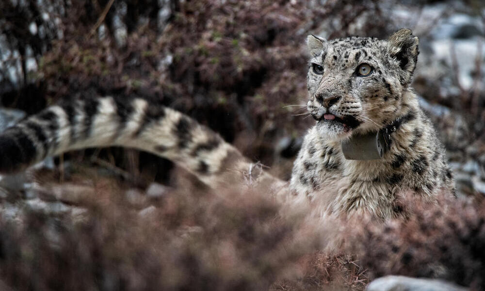 A snow leopard with a GPS collar gazes off into the distance in the snow