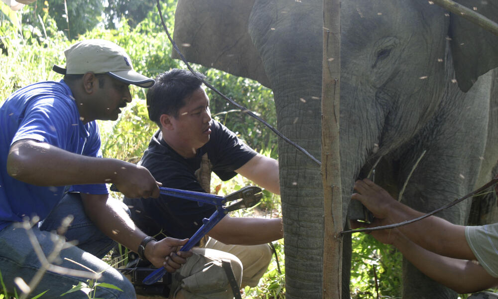 pygmy elephant size