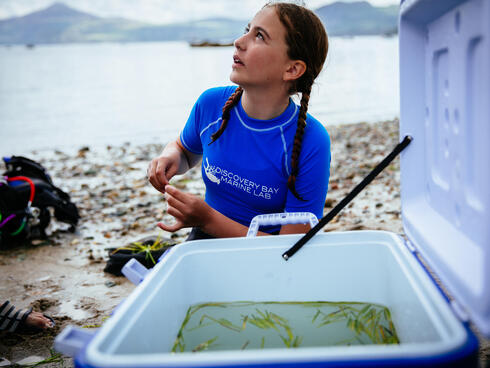 A volunteer stores seagrass in a cooler