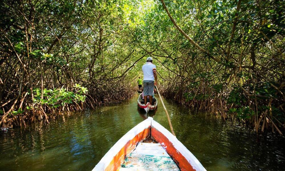 rear view of a man standing up in a small boat pulling another boat along through a mangrove forest
