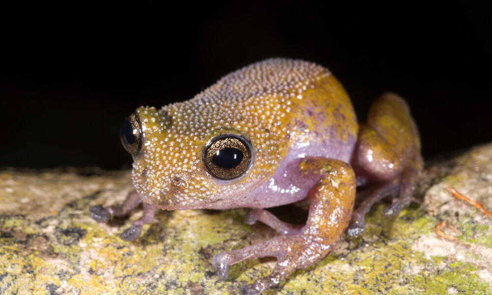 color changing thorny frog