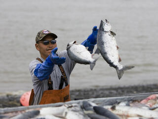 Commercial setnetters pick sockeye salmon from their setnets 