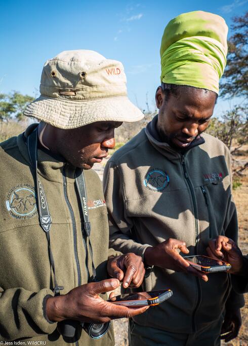 Two members of WildCru look down at their smart phones to see data from collared large carnivores
