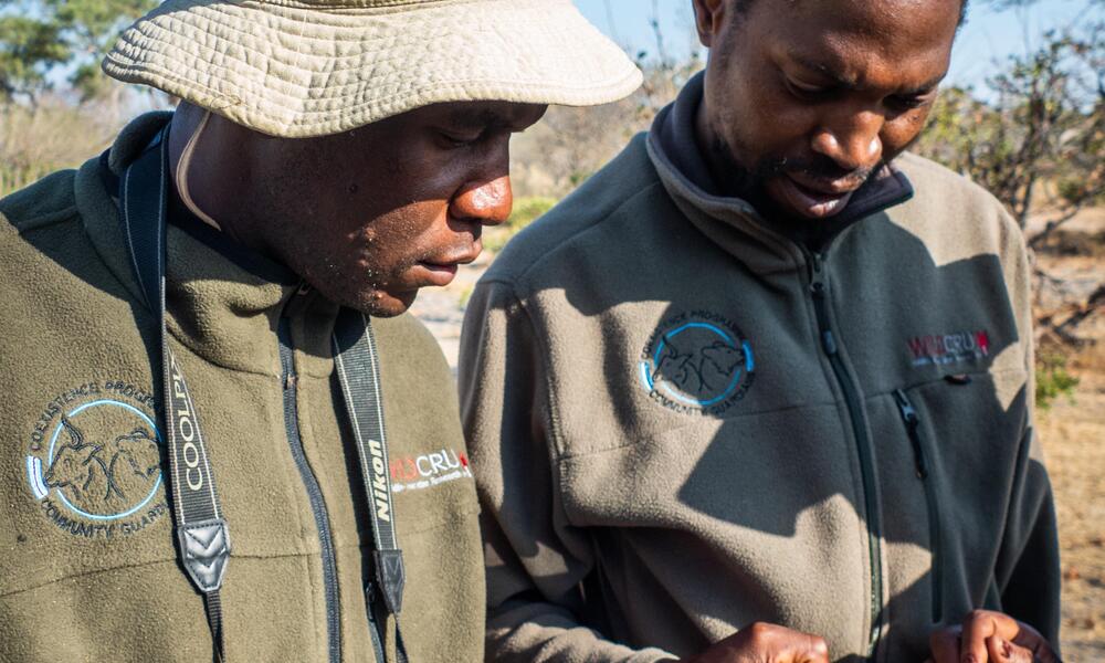 Two members of WildCru look down at their smart phones to see data from collared large carnivores