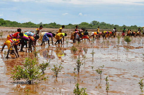 A wide shot of a line of community members in colorful clothing reaching their hands into brown, shallow water to help restore mangrove trees in Madagascar