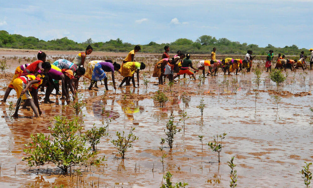 A wide shot of a line of community members in colorful clothing reaching their hands into brown, shallow water to help restore mangrove trees in Madagascar