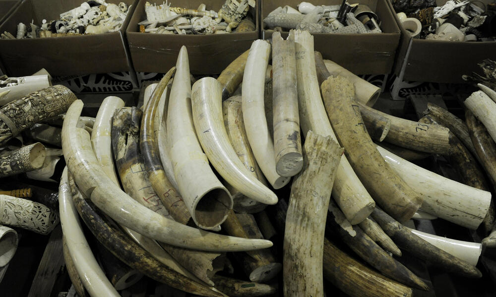 Confiscated ivory tusks at the Rocky Mountain Arsenal National Wildlife Refuge Repository in Commerce City, Colorado