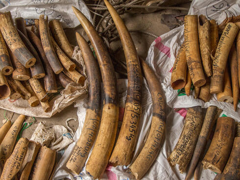 Multiple elephant tusks piled on a table