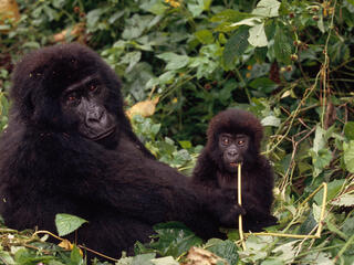 Congo Basin Gorilla