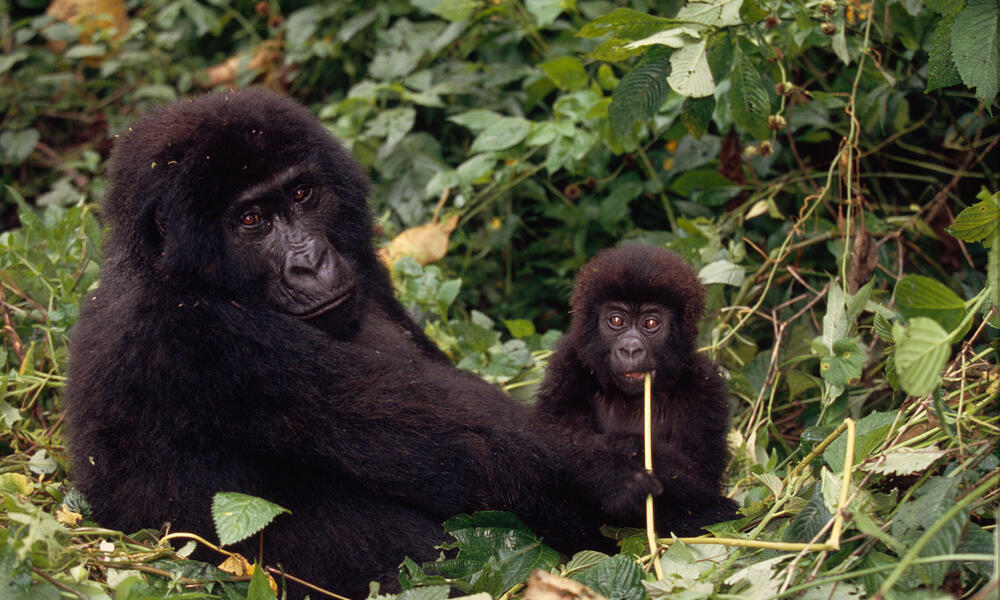 Congo Basin Gorilla