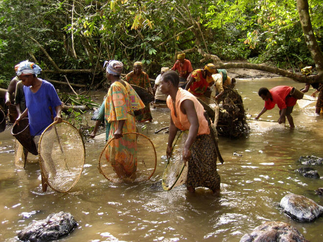 Bantou and Baka women fishing shrimps in a river on the edge of Lobéké National Park