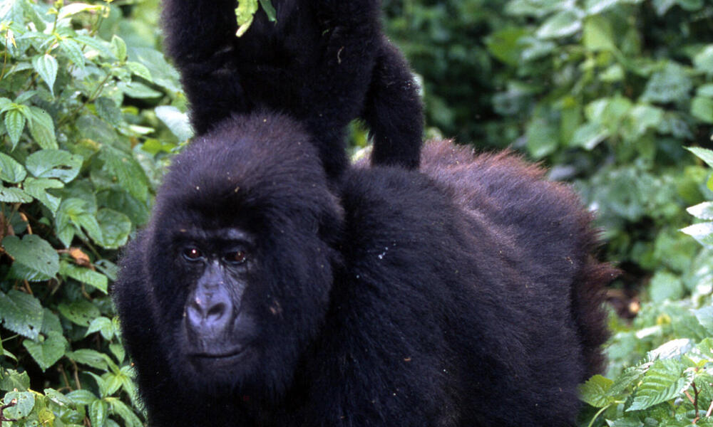 Congo Basin Wildlife Trade