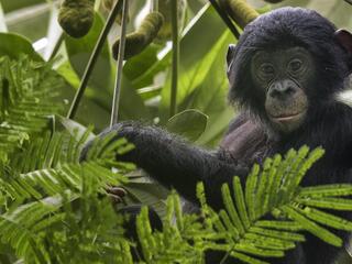 Searching for Bonobo in CongoDaniel's Intimate View of Lomami - Searching  for Bonobo in Congo