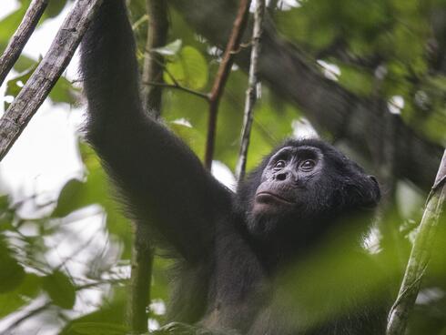 Congo Bonobos Magazine Spring 2018