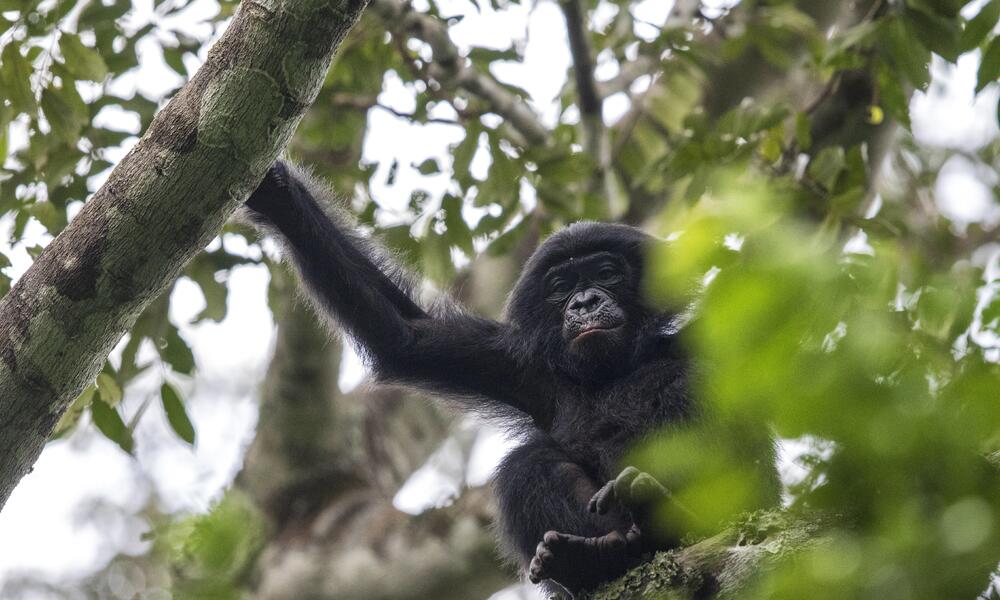Congo Bonobos Magazine Spring 2018
