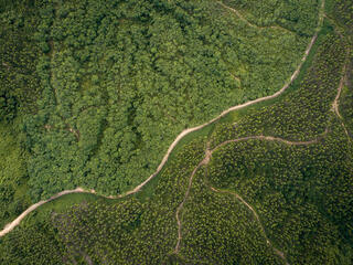 Overhead view of roads in jungle