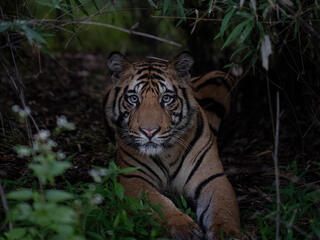 A large tiger lays down in a dark forest and stares into the camera