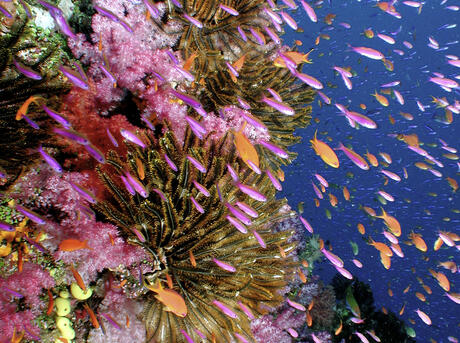 vibrant coral