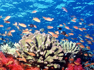 coral under water