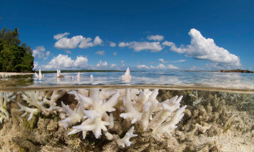 coral bleaching