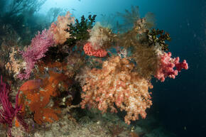 Overfishing, coral reefs