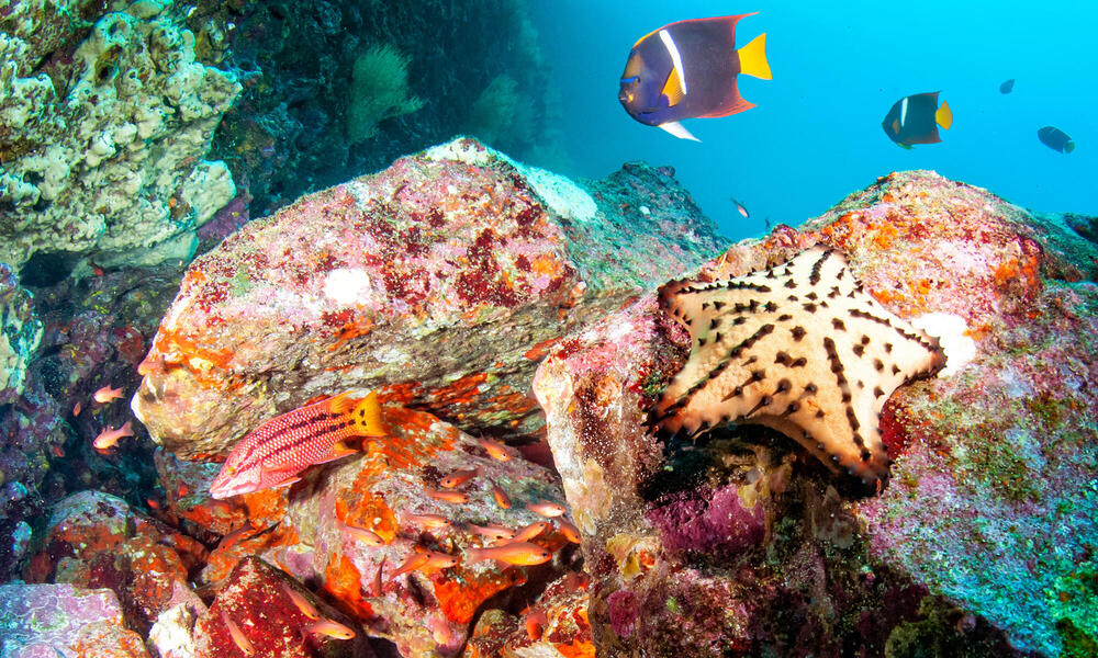 Underwater photo of colorful rocks and fish