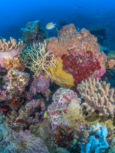 Underwater photo of colorful coral