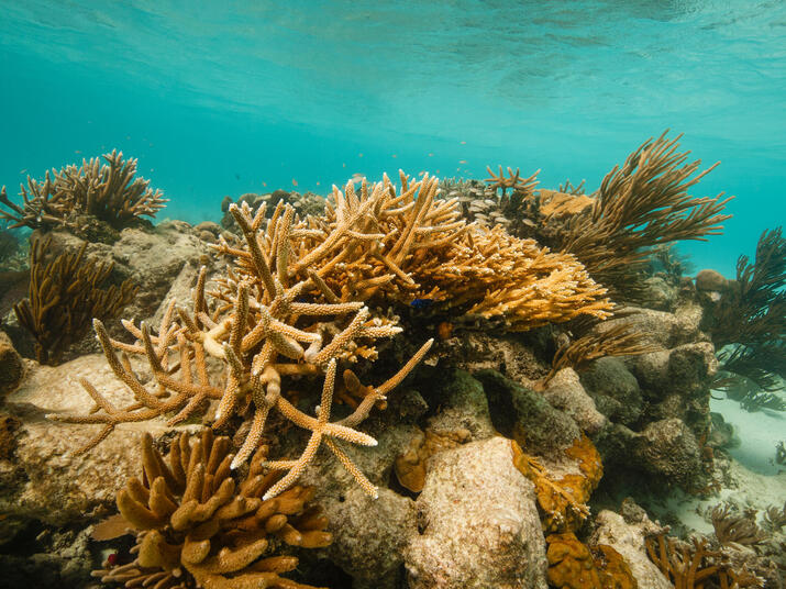 Coral reef Belize Audra Melton WW15733