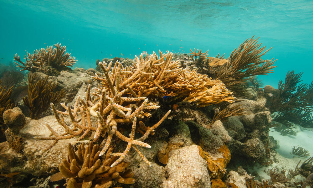 Coral reef Belize Audra Melton WW15733