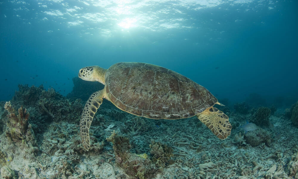 Small-scale fishers in the Coral Triangle get big break in global