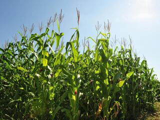Corn crop in Southern Ontario, Canada