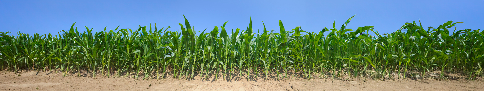 Edge of cornfield