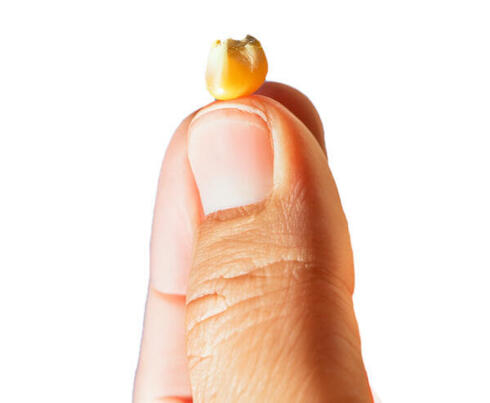 Finders holding single corn kernel