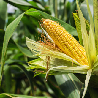 A yellow corn cob grows on a stalk in a field