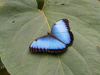 Blue butterfly on leaf