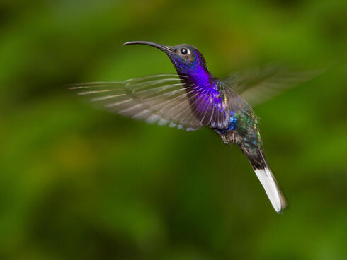 Purple hummingbird in flight