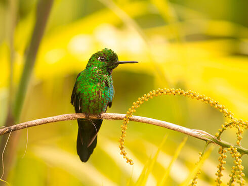 Green hummingbird perched on branch