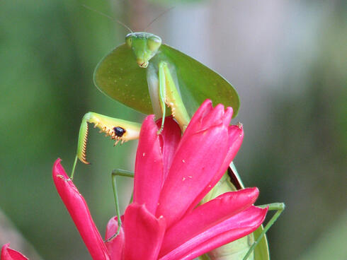 Mantis on pink flower