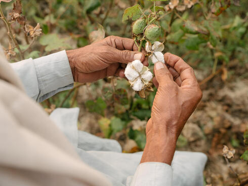 Woman holding cotton plant