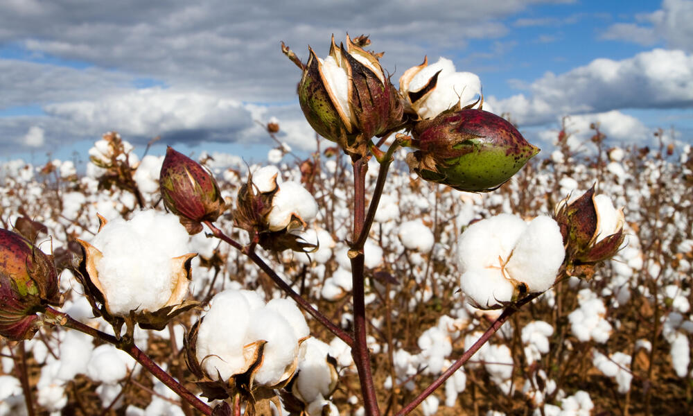 Cotton bolls in field