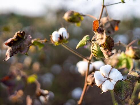 The cotton being taken from the plants is used for clothing, cord and rope, and livestock feed.