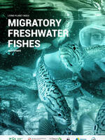 2024 Living Planet Index Update for Migratory Freshwater Fishes Brochure