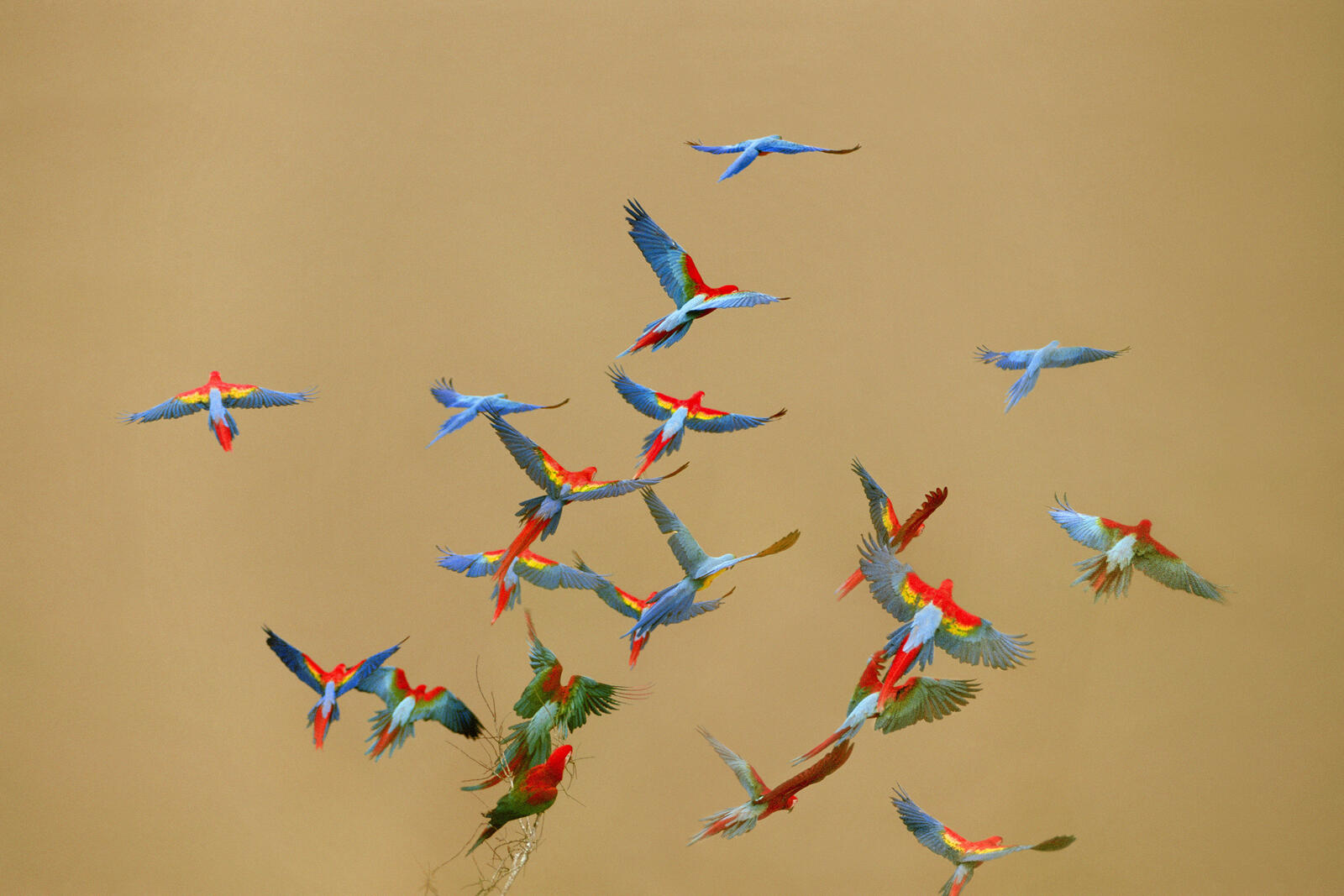 birds in flight